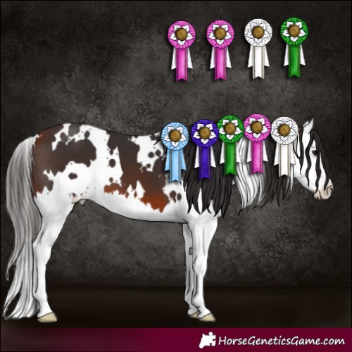 Horse Color:White Spotted Bay Splash 