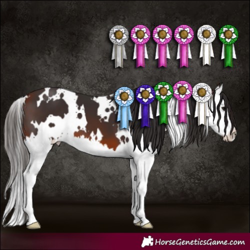 Horse Color:White Spotted Bay Splash 