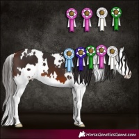 Horse Color:White Spotted Bay Splash 