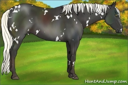 Horse Color:White Spotted Liver Chestnut 