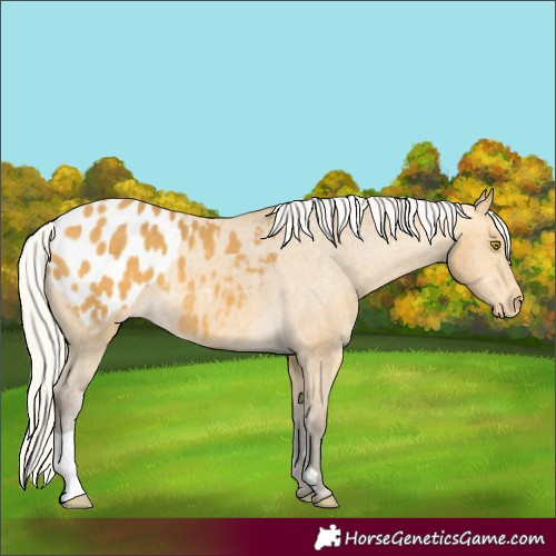 Horse Color:Silver Buckskin Appaloosa