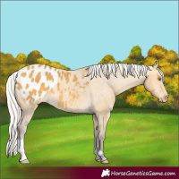 Horse Color:Silver Buckskin Appaloosa