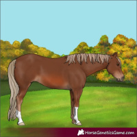 Horse Color:Chestnut 