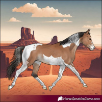 Horse Color:Bay Tobiano 