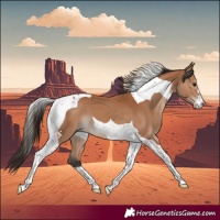 Horse Color:Bay Tobiano