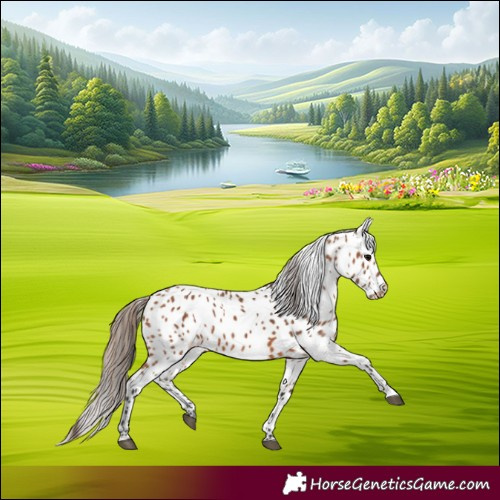 Horse Color:Bay Near Leopard