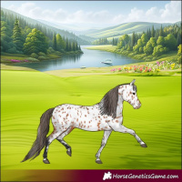 Horse Color:Bay Appaloosa 