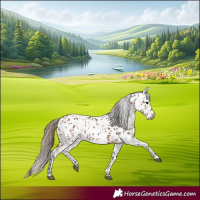 Horse Color:Bay Appaloosa
