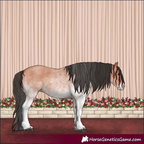 Horse Color:White Spotted Bay Roan 