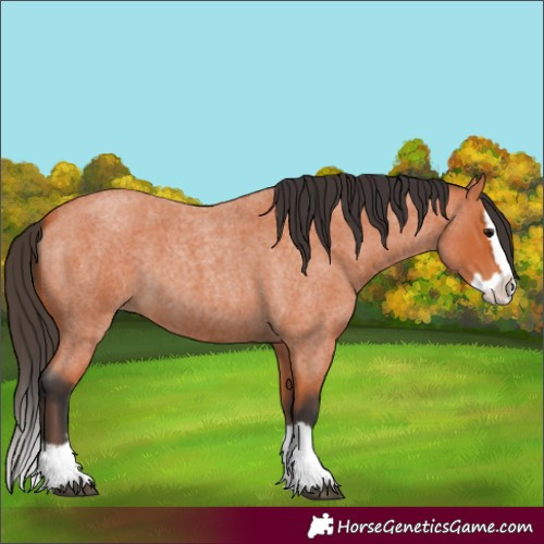 Horse Color:Bay Roan Splash