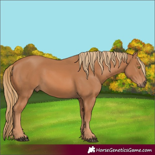 Horse Color:Chestnut 