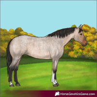 Horse Color:Brown Roan Dun Tobiano Rabicano