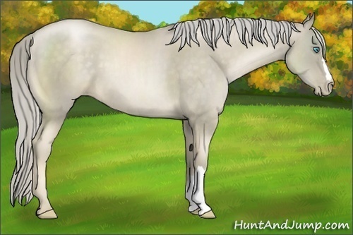 Horse Color:Chocolate Palomino Pearl 