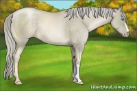 Horse Color:Chocolate Palomino Pearl