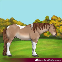 Horse Color:Red Dun Tobiano