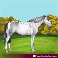 Horse Color:Gray Black Tobiano 