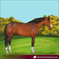 Horse Color:Bay 