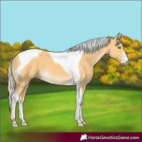 Horse Color:Palomino Tobiano 