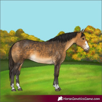 Horse Color:Buckskin 