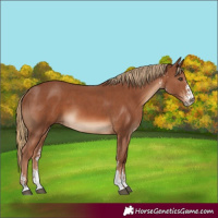 Horse Color:Chestnut Sabino