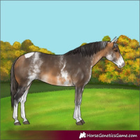 Horse Color:White Spotted Buckskin Tobiano 