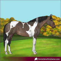 Horse Color:Brown Dun Tobiano 