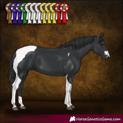 Horse Color:Black Tobiano 