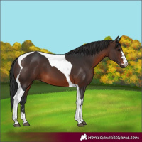 Horse Color:Brown Tobiano