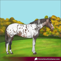 Horse Color:Brown Tobiano Near Leopard