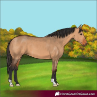 Horse Color:Bay Dun