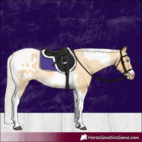 Horse Color:Gray Silver Amber Cream Champagne Roan Dun Splash Tobiano Frame Appaloosa Rabicano 