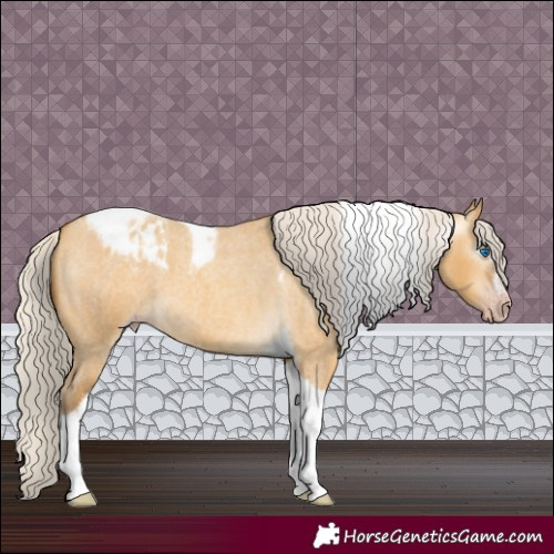 Horse Color:Gray Silver Amber Cream Champagne Roan Dun Splash Tobiano Frame Appaloosa Rabicano 