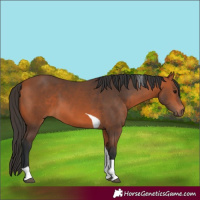 Horse Color:Bay Tobiano Rabicano 