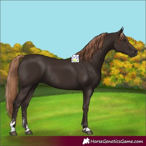 Horse Color:Liver Chestnut Rabicano 