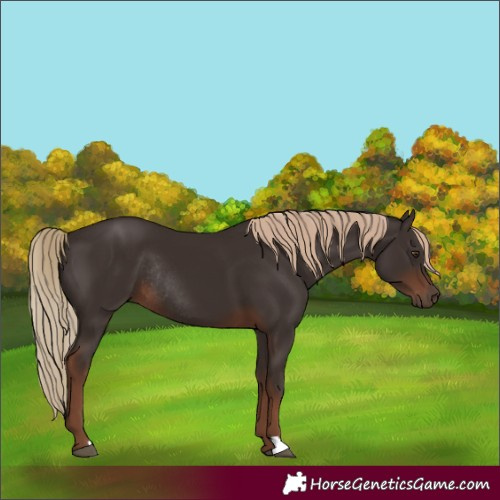 Horse Color:Liver Chestnut Rabicano 
