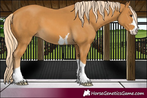 Horse Color:Palomino 