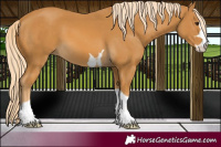 Horse Color:Palomino 