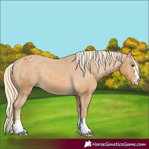 Horse Color:Palomino Appaloosa 