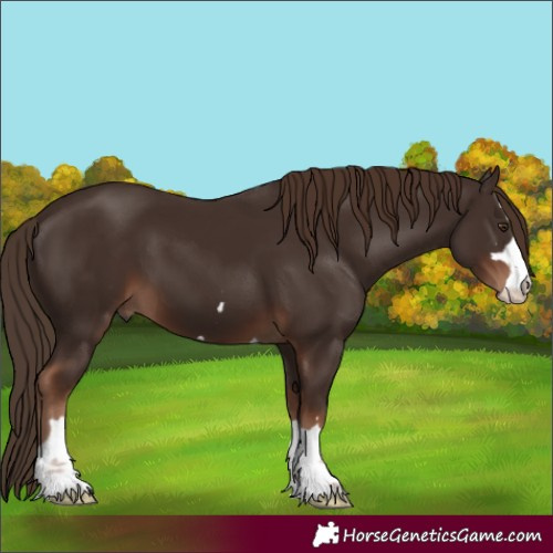 Horse Color:Liver Chestnut 