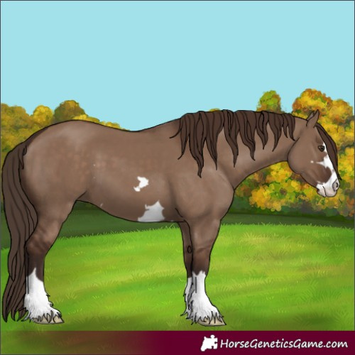 Horse Color:Liver Red Dun 