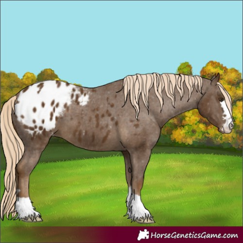 Horse Color:Unknown 