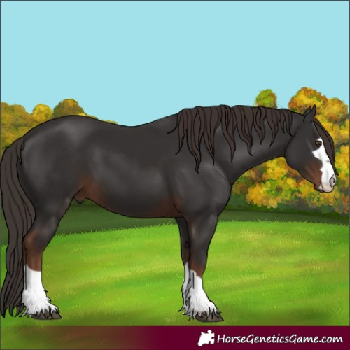 Horse Color:Liver Chestnut 