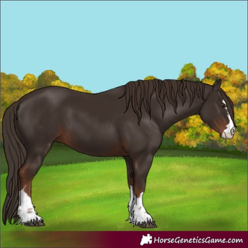 Horse Color:Unknown 