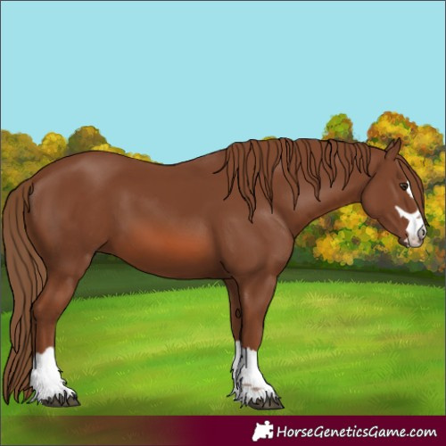 Horse Color:Chestnut 