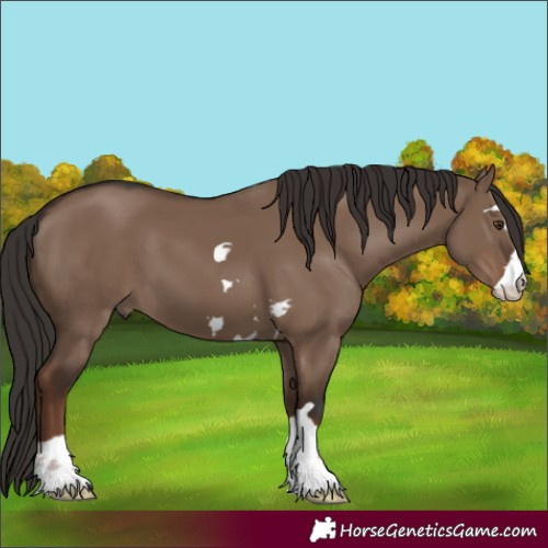 Horse Color:Liver Red Dun 