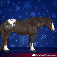Horse Color:Liver Chestnut Appaloosa
