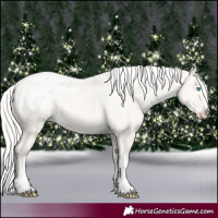 Horse Color:Cremello Dun Appaloosa 