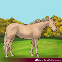 Horse Color:Gold Champagne