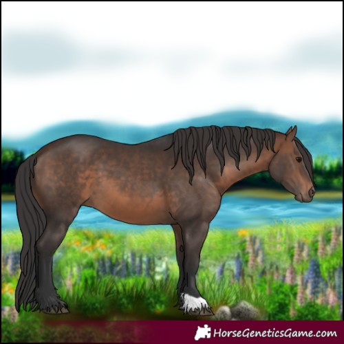 Horse Color:Brown 