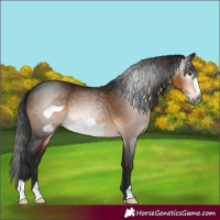 Horse Color:Gray Buckskin Frame